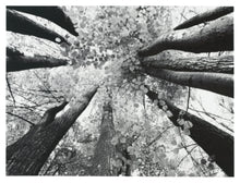 Load image into Gallery viewer, Ananya Wall Art
