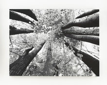 Load image into Gallery viewer, Ananya Wall Art
